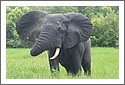 Elephant, Wildlife Park, Ghana