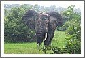 Ghana_elephant_956.jpg